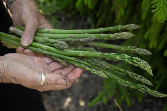 Farmer holding asparagus.