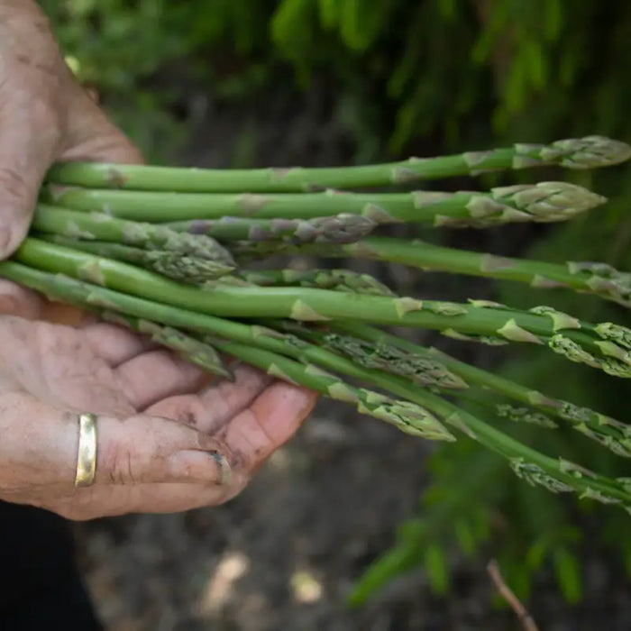 Farmer holding asparagus.