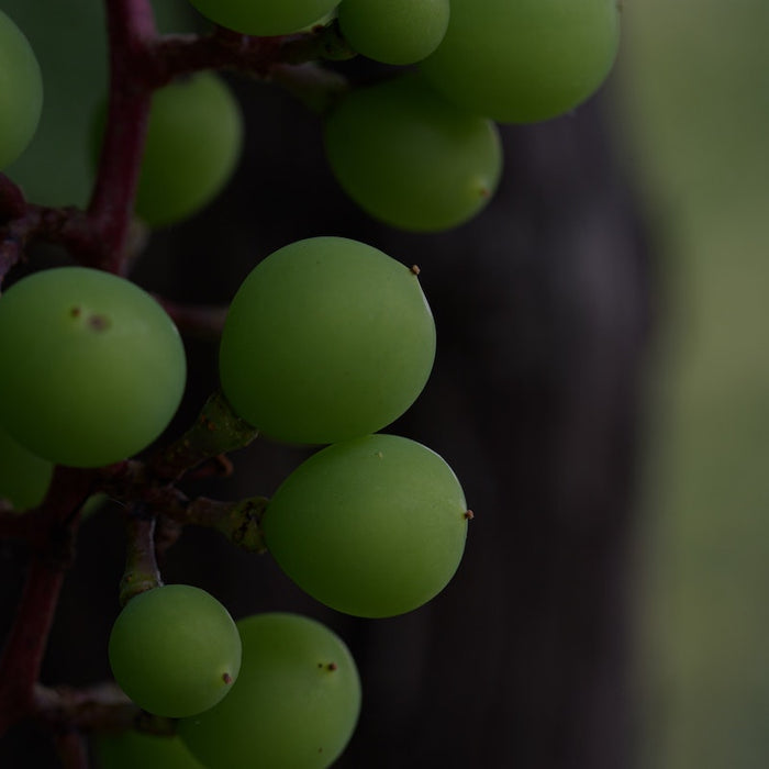 How Long Do Grapes Last? Picture of grapes.