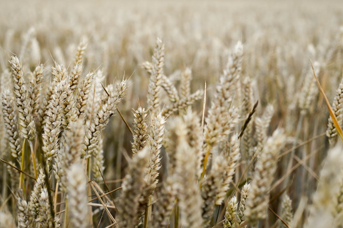 An field of oats being grown