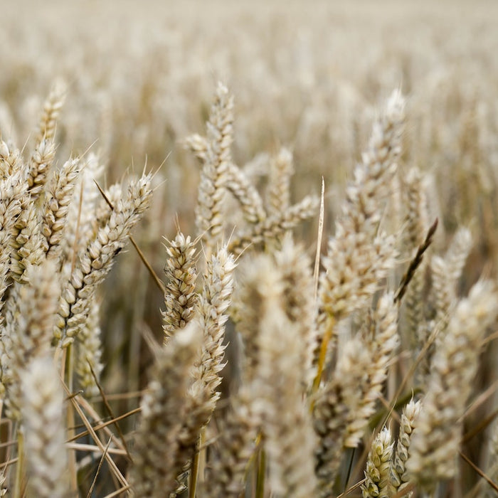 An field of oats being grown